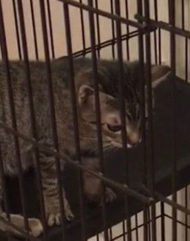 Random Twin Cat #1 as Lickie