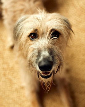 Rosie the Lurcher as Good Girl