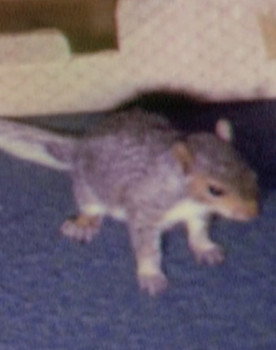 Willie the Squirrel