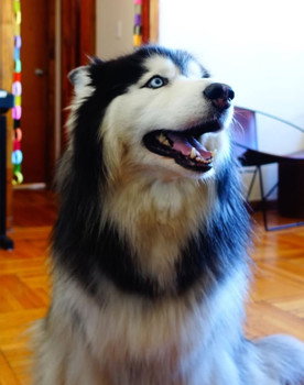 Taro