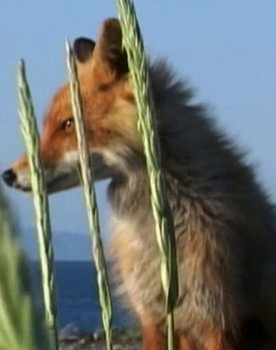 Timmy the Fox