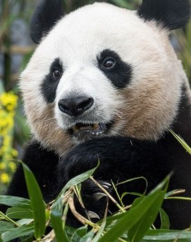 Ai Bao