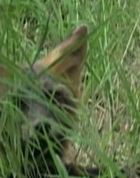 Ghost the Fox