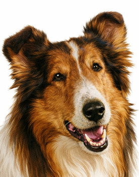 Lassie as Lassie the Dog