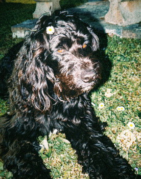 Ulysse The Dog Actor as Dog