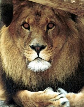 Bongo the Lion as Circus Lion