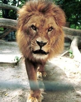 Caesar the Lion as Circus Lion