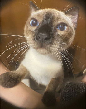 Capuccina Castilla Rivero