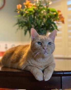 Murphy the Cat as Murphy the Cat