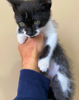 Mimo da Silveira as The Child