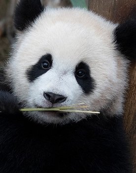 Hui Bao