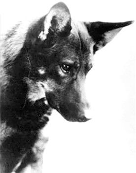 Rin-Tin-Tin as Rinty
