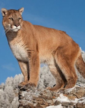 Charlie as Charlie the Cougar