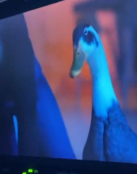 Prins Filip (duck)