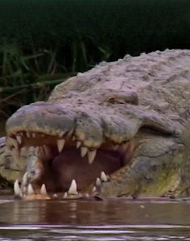 Gustave the Crocodile