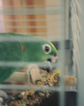 Mr. Meeseeks as Self