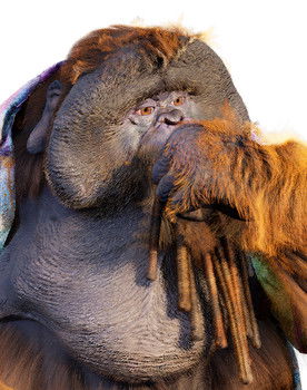 Jo' as l'orang-outan 2