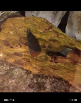 Random Fish Leader as Joseph