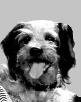 Daisy as 