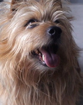 Mandu as Therapiehund