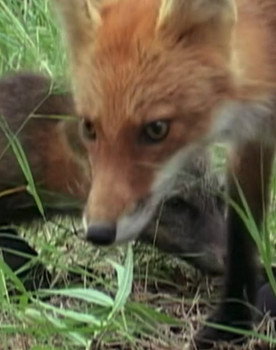 Ghost the Fox’s Playmate