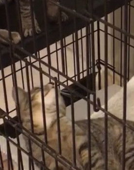 Random Twin Cat #2 as Tickie