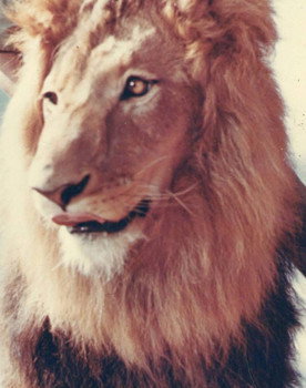 Zamba