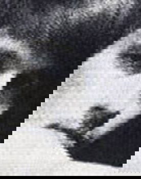 Bob