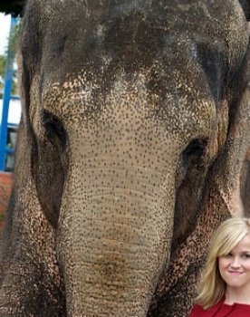 Tai the Elephant as Elephant (uncredited)