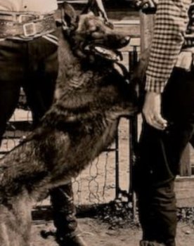 Dynamite the Dog