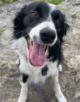 Freddie Johnson as Colin the Collie