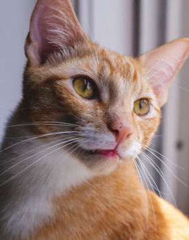 Major the Cat as Cat