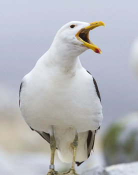 Sully Seagull