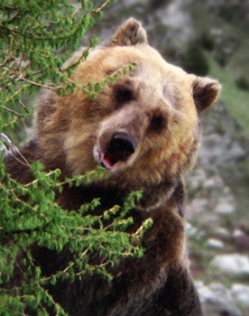 Bozo the Bear as The Mama Bear (uncredited)