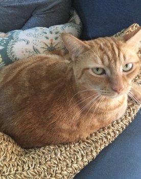 Oliver the Cat as Oliver the Cat