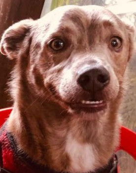 Morfeu Ender de Souza as Dog