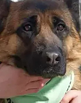 Zhaklin as Африка