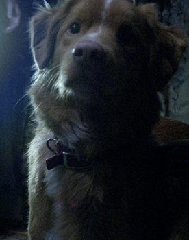 Good Boy