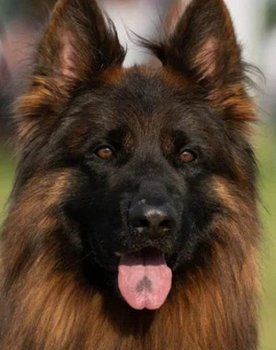 Эрос Тим Торретта