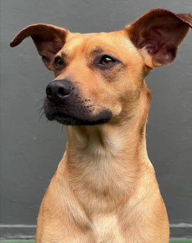 Amendoim as Caramelo