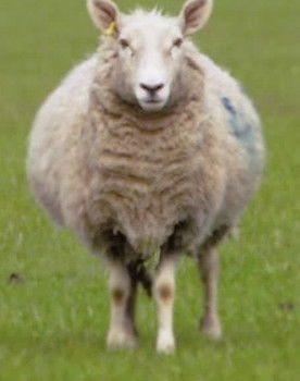 Sheep of Layer Marney Lamb