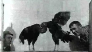 Cock Fight, No. 2