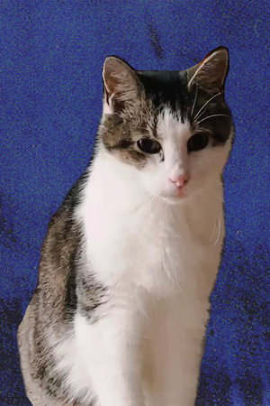 Cheeze the Cat