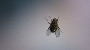 The Fly