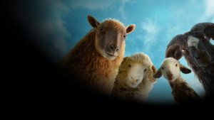The Sheep Detectives