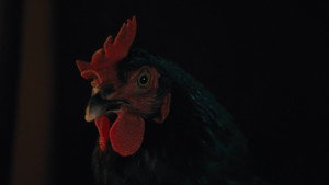 Κότα