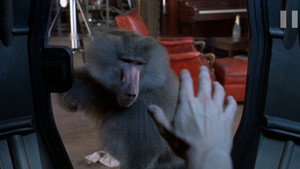 The Fly