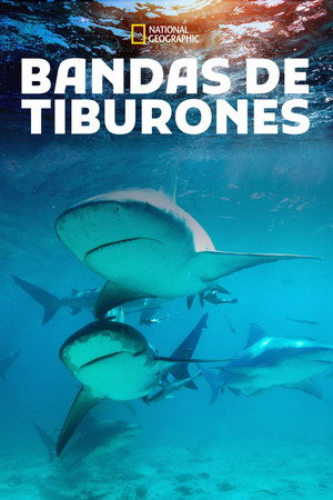 Póster de la película Shark Gangs