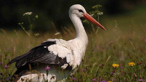 Default Netflix logo