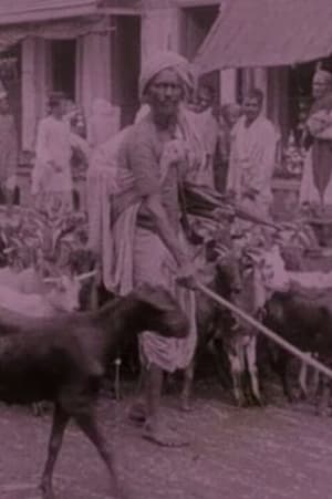 Póster de la película Picturesque India or, In and About Calcutta